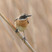 Whinchat